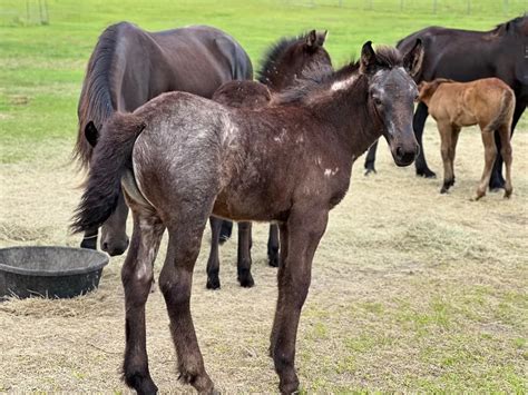 All Foal Breeds