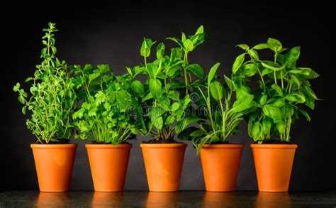 Pottery Pots And Vases Stock Image Image Of Pottery Clay 4443653