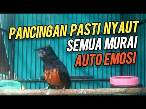 Pancingan Pasti Nyaut Semua Murai Auto Emosi Langsung Gacor Murai