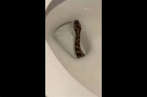 Foot Python Slithers Up Toilet Latches Onto Man S Penis