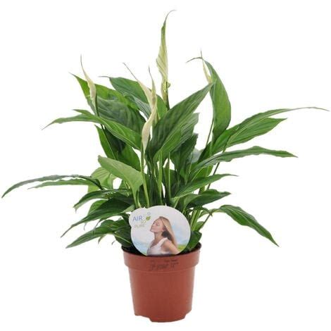 Spathiphyllum Lys De La Paix Pot 12cm Hauteur 30 45cm