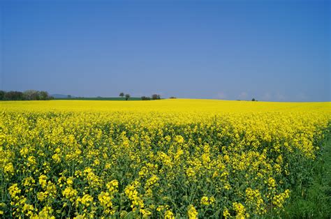 Free Images Landscape Sky Meadow Prairie Flower View Food