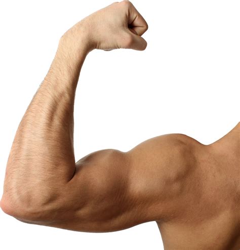 Muscle Arm Transparent Background Png