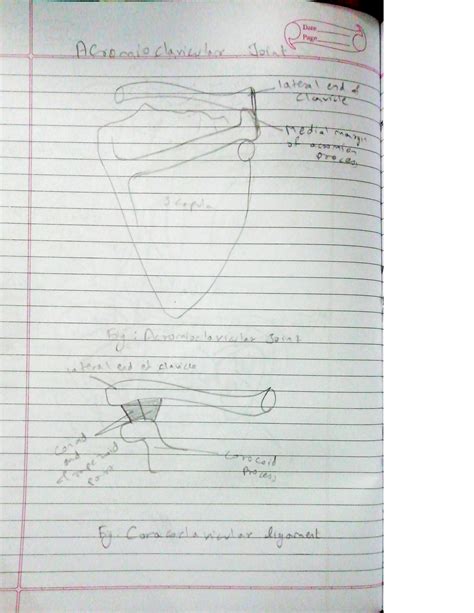 SOLUTION: Human anatomy acromioclavicular joint - Studypool