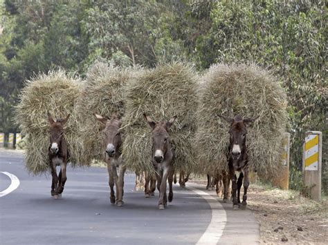 Scientists Uncover the Story of Donkey Domestication | Smithsonian