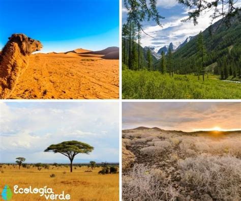 Tipos de BIOMAS TERRESTRES Características Ejemplos y Fotos Reggio