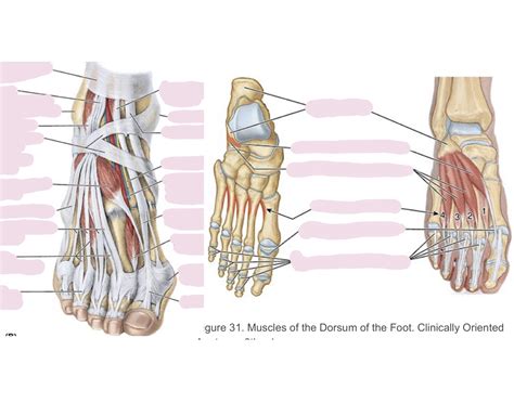 Dorsal Foot and Intrinsic Muscles Quiz