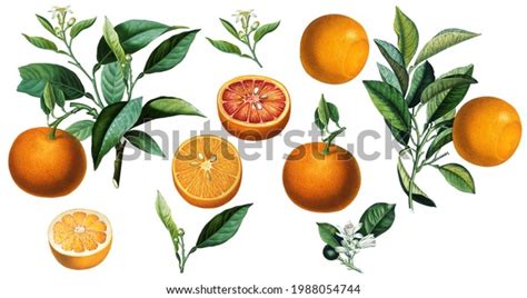 Orange Fruit Vintage Botanical Art Images Stock Photos Vectors