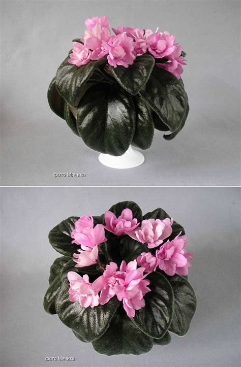 Фиалка Pink Tulip