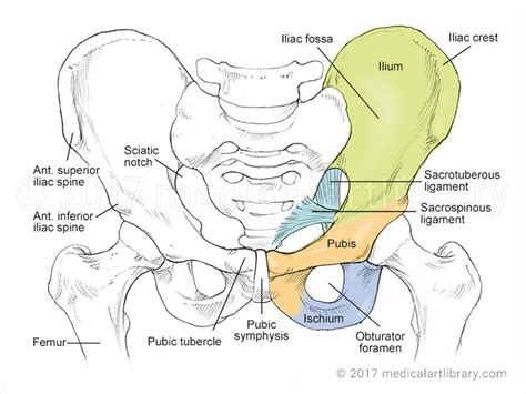 bones of the pelvis | Anatomy bones, Pelvis anatomy, Anatomy