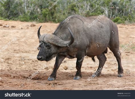 Cape Buffalo Bull With Large Curved Horns Stock Photo 24462970 ...