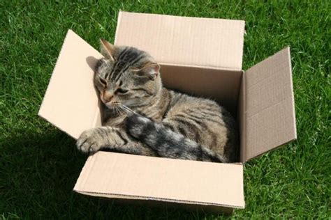 Razones Por Las Que Los Gatos Adoran Las Cajas