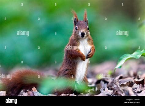 Eurasian Red Squirrel Stock Photo Alamy