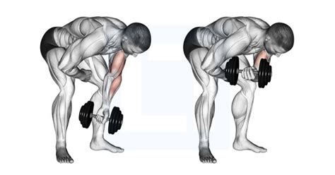 db standing  arm concentration curl bicep peak