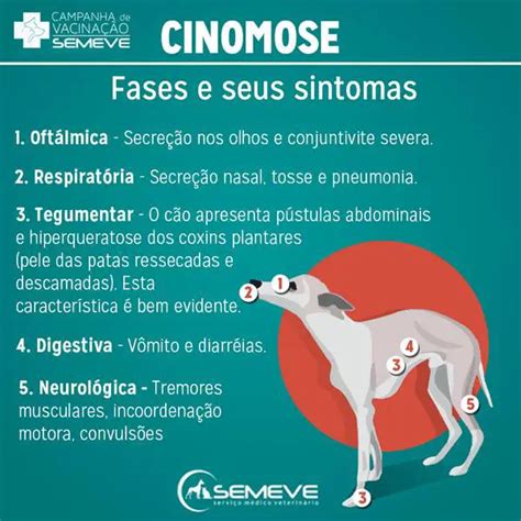 Quais S O Os Sintomas De Virose Em Cachorro Como Tratar Mundo Ecologia