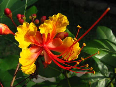 Pride Of Barbados New Pride Of Barbados Plant Added To The Michael