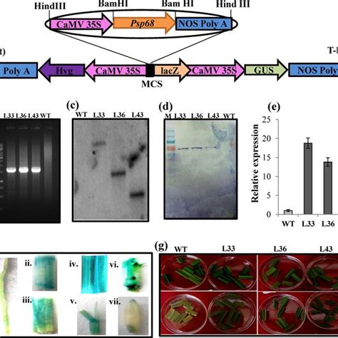 Salinity Tolerance Assay Of Transgenic Rice Plants Overexpressing Download Scientific Diagram