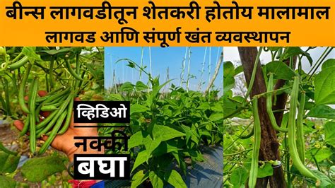 बीन्स लागवड खत व्यवस्थापन कसे करावेbeans Farmingबीन्स की खेतीbeans Lagvad Kshi Kravibeans