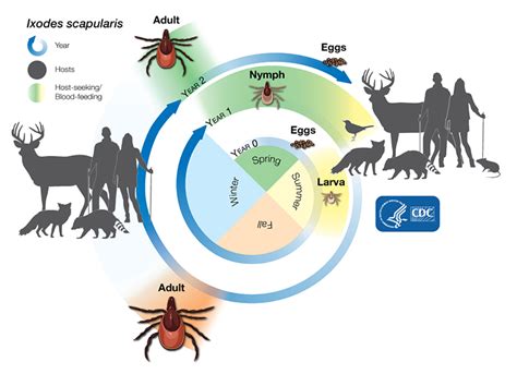 Species Spotlight Deer Tick Us National Park Service