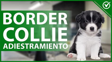 Cómo Entrenar a un Border Collie Adiestramiento para Cachorros y