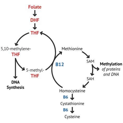 Vitamin B12 And Its Nootropic Benefits Intelligent Labs