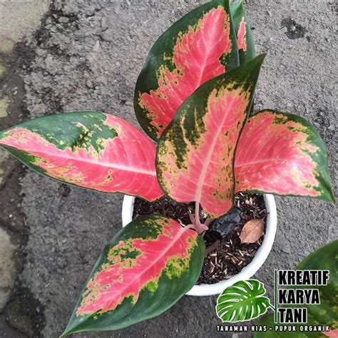 Jual Tanaman Hias Aglonema Red Kochin Tanaman Aglonema Kocin Shopee