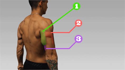 Seated Tricep Dips Muscles Worked | Cabinets Matttroy