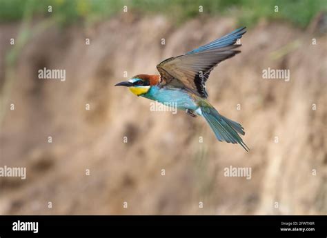 European Bee Eater In Flight With A Green Background Merops Apiaster