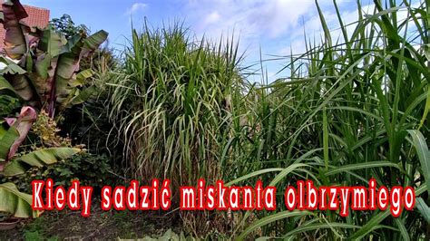 Miskant olbrzymi Sadzonki korzonki Kiedy sadzić kupować