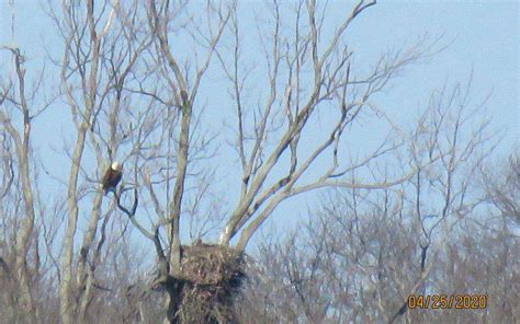 Bald Eagle nesting update April 29, 2020 | Friends of the Montezuma ...