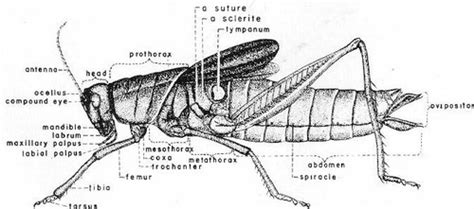 Grasshopper Anatomy (no pictures) Flashcards | Quizlet