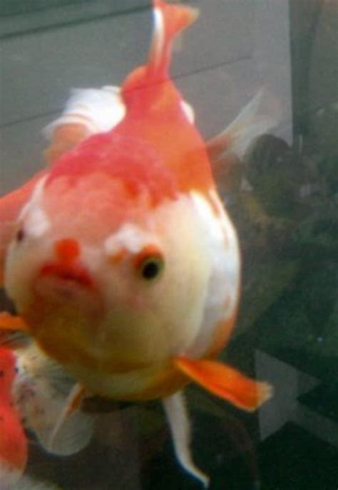 diagnose goldfish symptoms, goldfish emergency 911