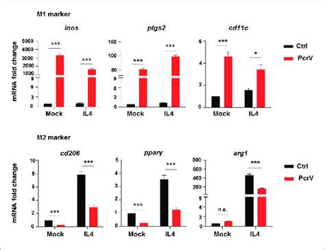 Pcrv Repolarizes Macrophages From M2 To M1 Phenotype Bmdms Download Scientific Diagram