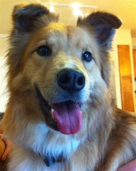 Cutest Border Collie Golden Retriever Mix Dog