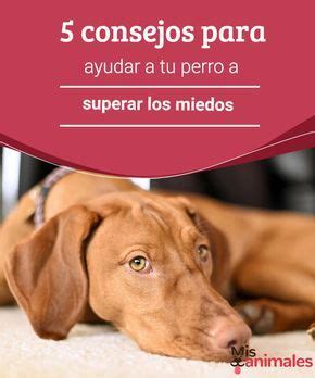 5 Consejos Para Ayudar A Tu Perro A Superar Los Miedos Perros