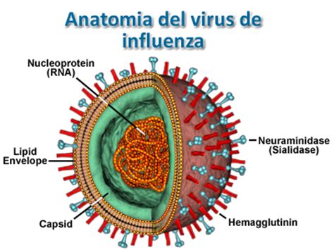 La nueva gripe Qué es el virus de la gripe A H1N1