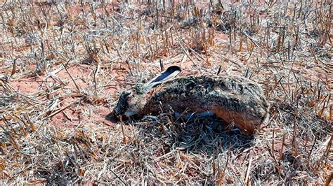 Comienza La Temporada De Caza De Liebres Con Galgos En Pleno Rebrote De