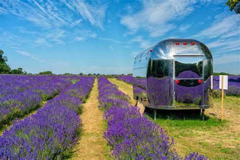 Mayfield Lavender Farm | CityDays