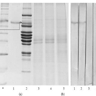 Sds Page A And Immunoblotting B Of Pork Extract Treated With