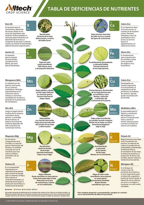 Deficiencias Nutricionais Em Plantas BRAINCP