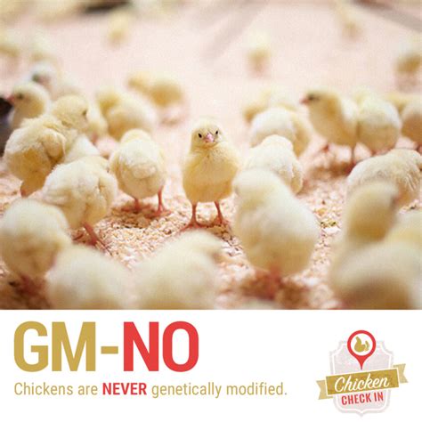 Get The Facts The Truth About Hormones And Steroids In Chicken