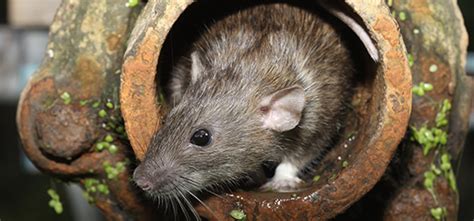 Island Pest Control | South Carolina Rodents – Highlighting the Cotton ...