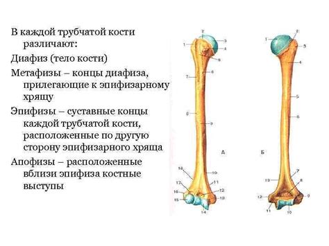 Анатомическая терминология Понятие об осях и плоскостях Позвонки