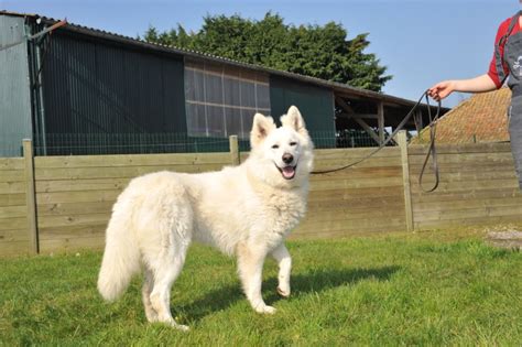 Actualite Elevage Du Royaume Des Aussies Eleveur De Chiens Berger