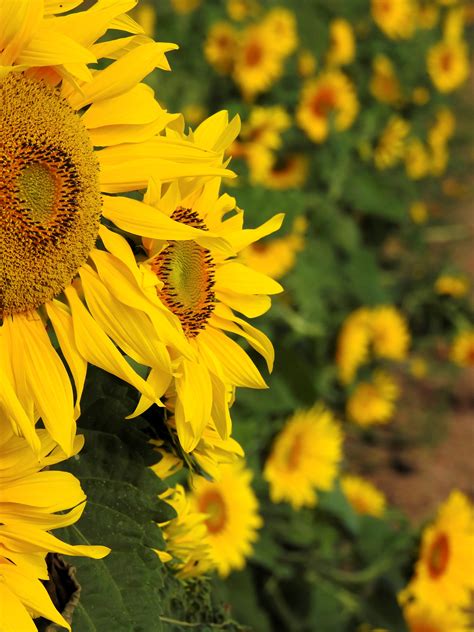 Free Images Nature Blossom Field Meadow Petal Bloom Summer