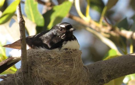 Willie Wagtail Nest Birds In Backyards