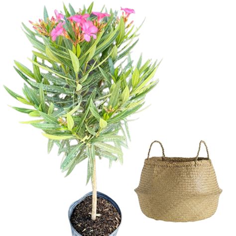 Large Oleander Tree With Decorative Plant Basket - Flowers Talk Tivoli