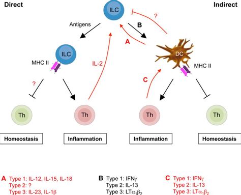 Innate Lymphoid Cells Innate Lymphoid Cells A New Paradigm In