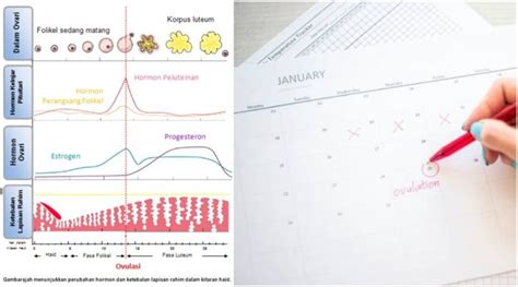 Kitaran Haid 4 Fasa Ovulasi Kena Faham Kalau Nak Tahu Waktu Subur