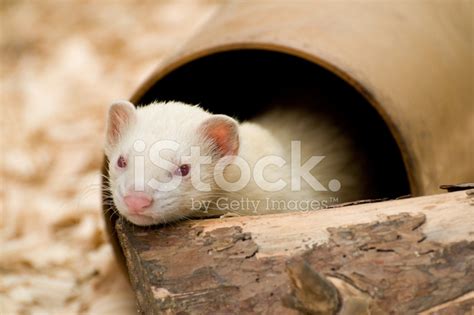 Cute Albino White Ferret Stock Photos - FreeImages.com